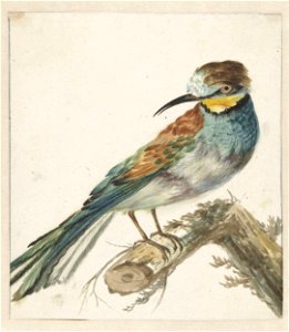 Bijeneter (Merops apiaster)