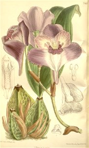 Bifrenaria tyrianthina - Curtis' 133 tab 7461 (1896)