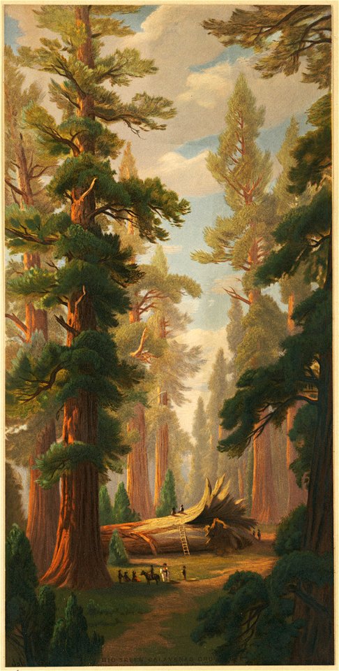 Big Trees, Calaveras Grove (Boston Public Library)