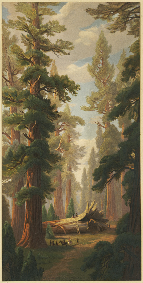 Big Trees, Calaveras Grove (Boston Public Library)
