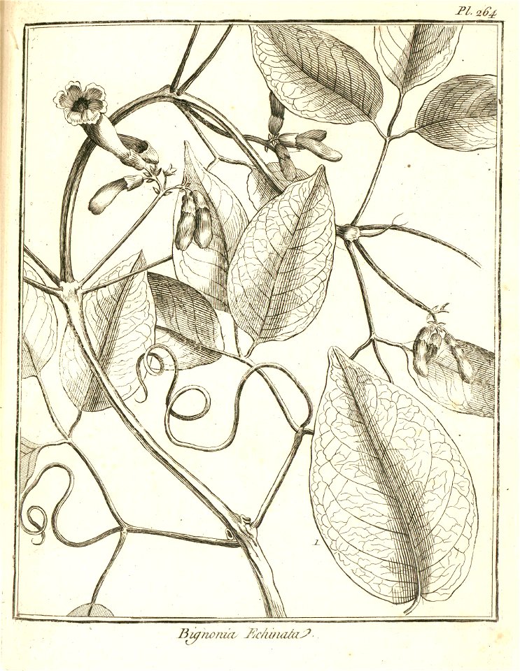 Bignonia echinata Aublet 1775 pl 264