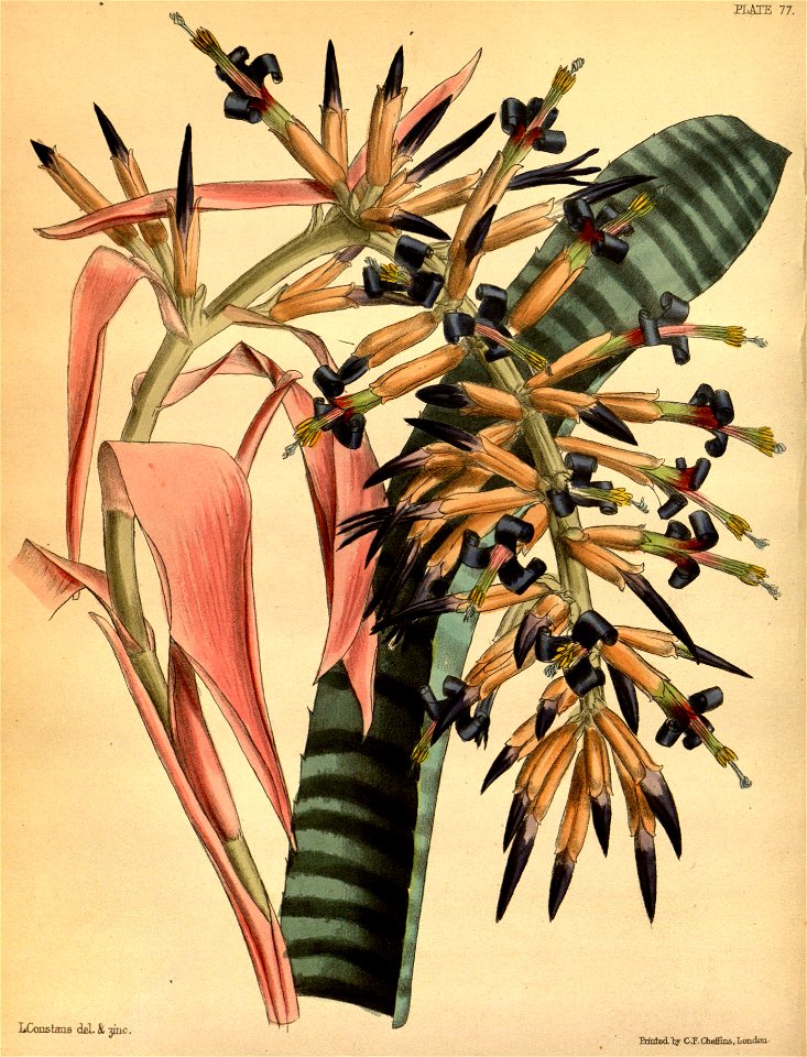 Billbergia vittata Paxton 077