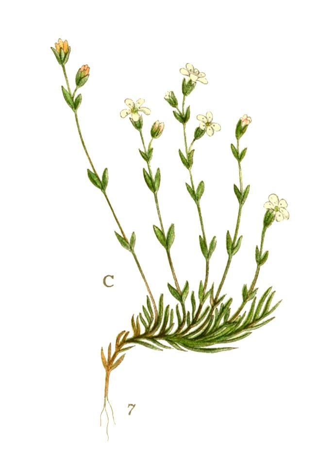 Billeder af nordens flora (Plate 346) (8147623000) - C