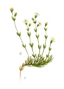 Billeder af nordens flora (Plate 346) (8147623000) - C