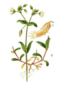 Billeder af nordens flora (Plate 346) (8147623000) - B