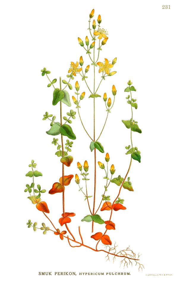 Billeder af nordens flora (Plate 231) (6028847471) - clean