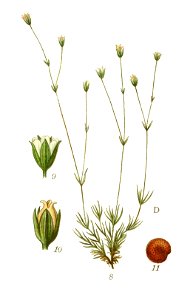 Billeder af nordens flora (Plate 346) (8147623000) - D