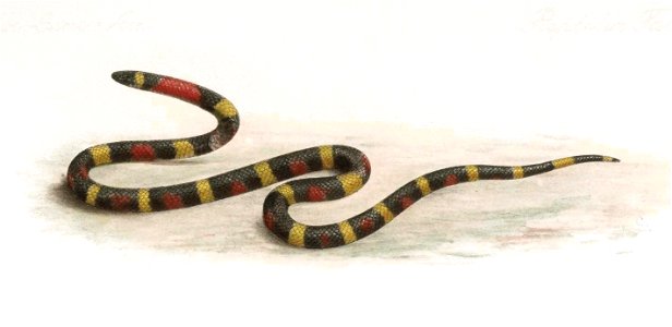 Biologia Centrali-Americana - Coronella annulata 1