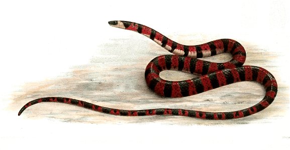 Biologia Centrali-Americana - Elapochrus aequalis