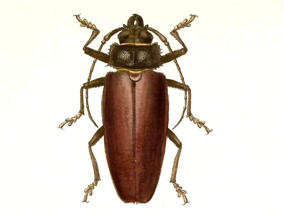 Biologia Centrali-Americana - Mallodonopsis mexicanus (male)