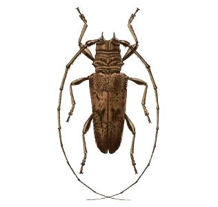 Biologia Centrali-Americana - Tybalmia caeca