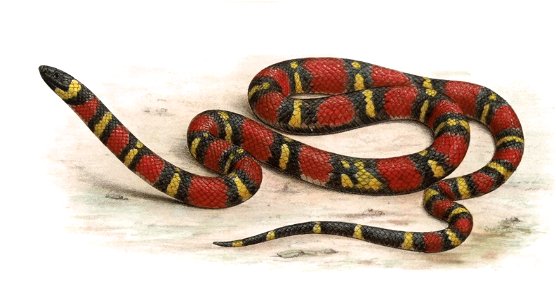 Biologia Centrali-Americana - Coronella annulata 2