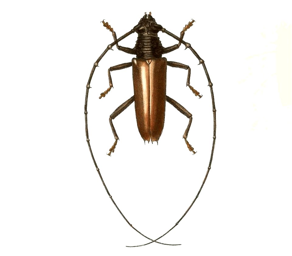 Biologia Centrali-Americana - Hammaticherus castaneus
