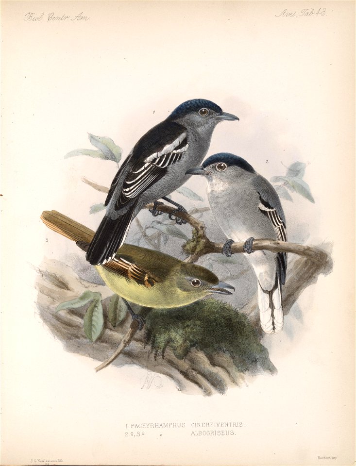Biologia Centrali-Americana - Pachyramphus albogriseus - Pachyramphus polychopterus