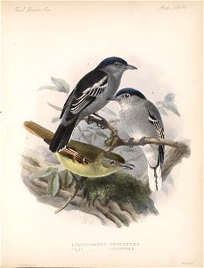 Biologia Centrali-Americana - Pachyramphus albogriseus - Pachyramphus polychopterus