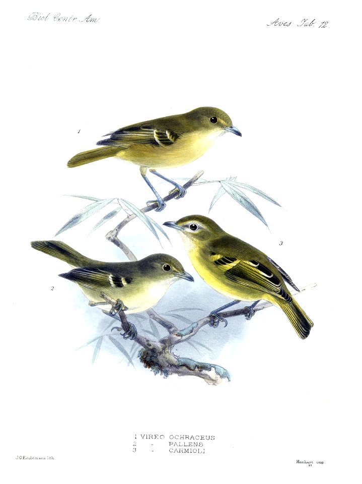 Biologia Centrali-Americana - Vireo pallens, Vireo carmioli