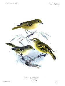Biologia Centrali-Americana - Vireo pallens, Vireo carmioli