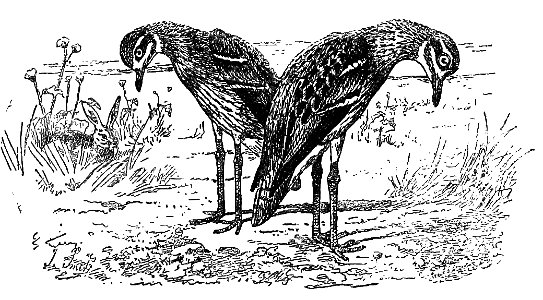 Bird Watching (Selous1901) p019