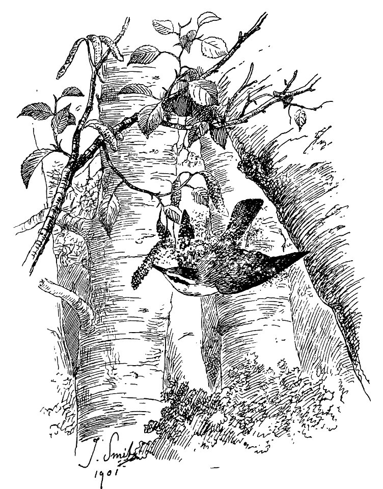 Bird Watching (Selous1901) p254