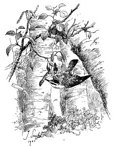Bird Watching (Selous1901) p254. Free illustration for personal and commercial use.