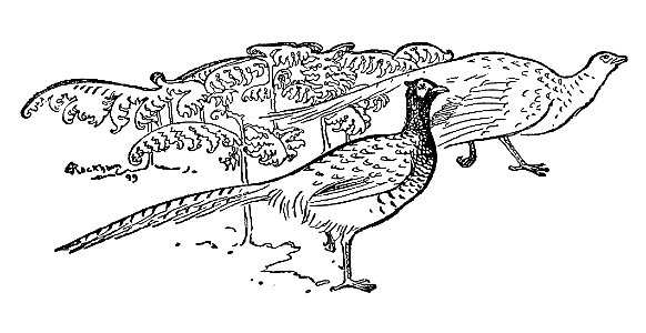 Bird Watching (Selous1901) pxii