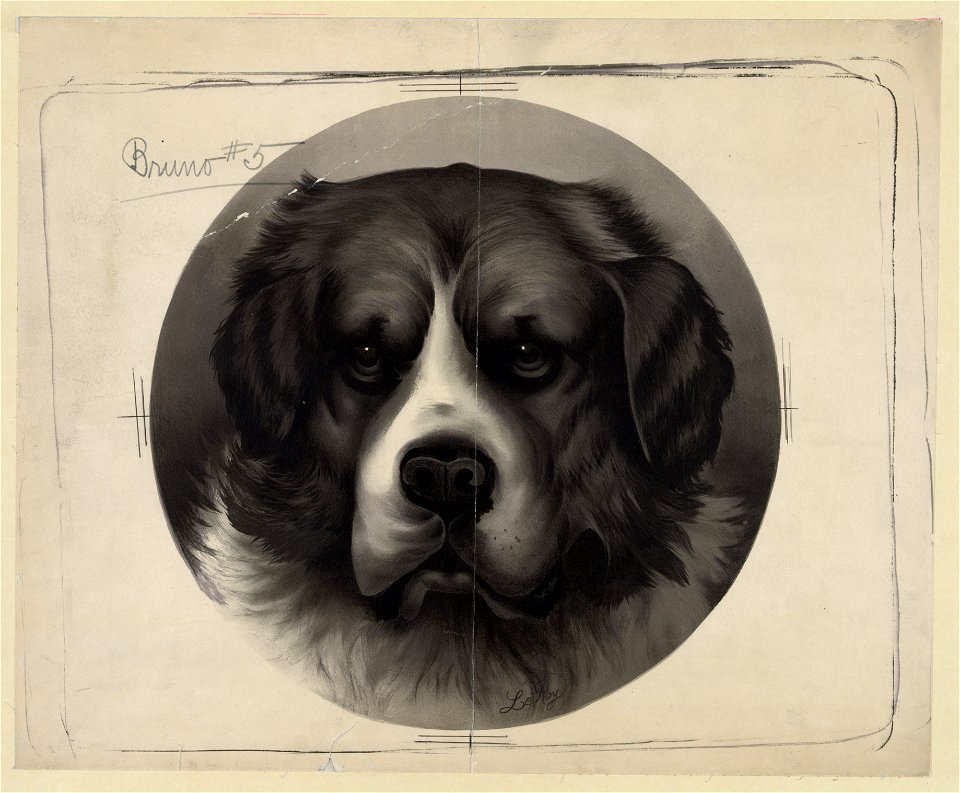 Bird dog - Bruno -5 LCCN2004669666