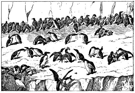Bird Watching (Selous1901) facep192