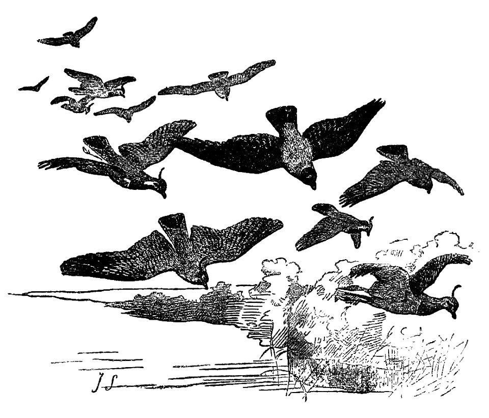 Bird Watching (Selous1901) p029