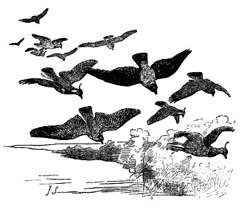 Bird Watching (Selous1901) p029