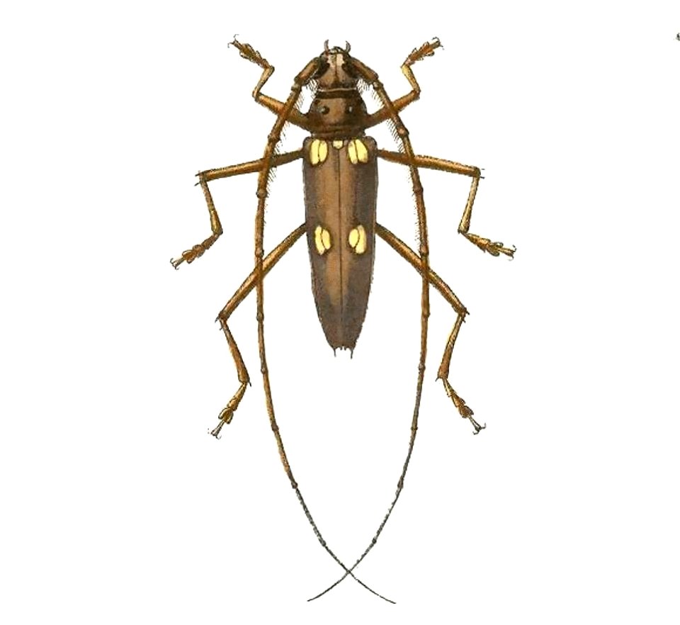 Biologia Centrali-Americana - Eburia pedestris