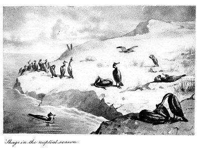 Bird Watching (Selous1901) facep168