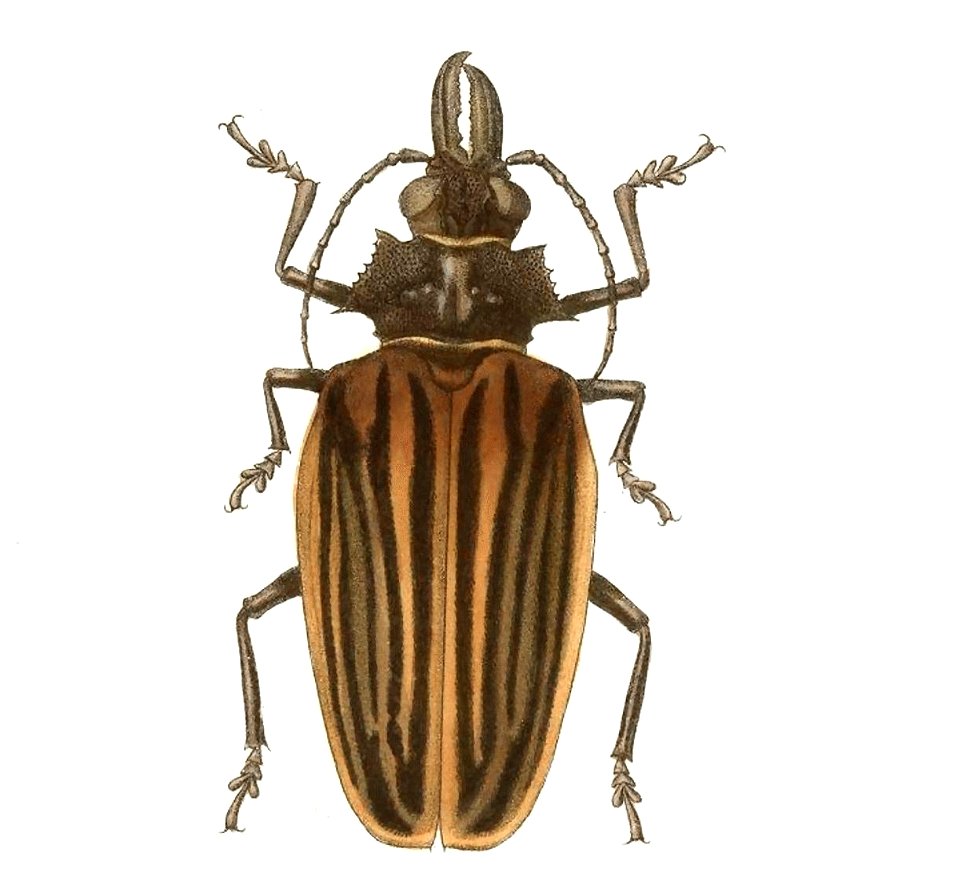 Biologia Centrali-Americana - Macrodontia dejeani (male)