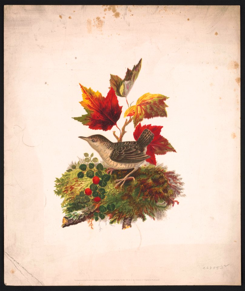 Bird with autumn foliage LCCN2016652302