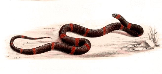 Biologia Centrali-Americana - Tropidodipsas fasciata