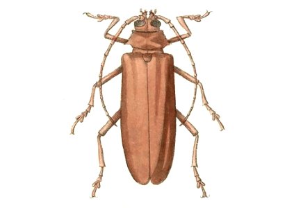 Biologia Centrali-Americana - Strongylaspis scobinatus (female)