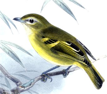 Biologia Centrali-Americana Vireo carmioli