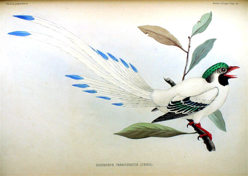 Biophorus paradisiacus Fauna Japonica