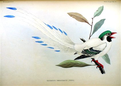 Biophorus paradisiacus Fauna Japonica