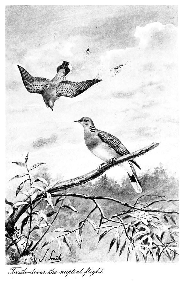 Bird Watching (Selous1901) facep050. Free illustration for personal and commercial use.