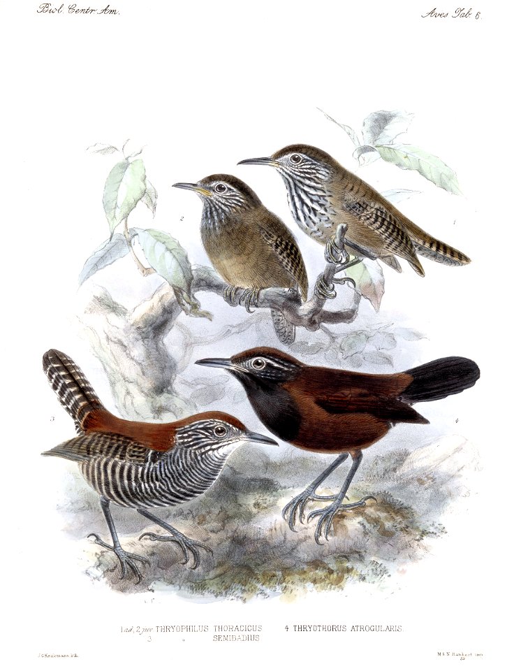Biologia Centrali-Americana - Cantorchilus 1902