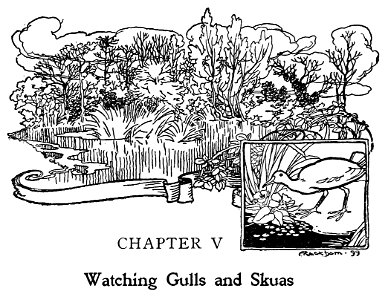 Bird Watching (Selous1901) p096. Free illustration for personal and commercial use.