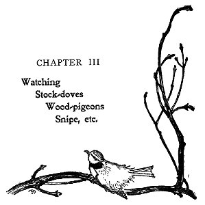 Bird Watching (Selous1901) p035. Free illustration for personal and commercial use.