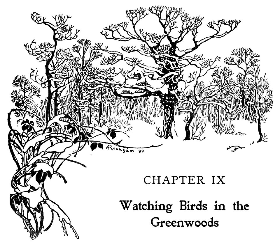 Bird Watching (Selous1901) p225