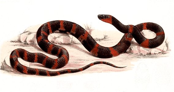 Biologia Centrali-Americana - Tropidodipsas dumerili