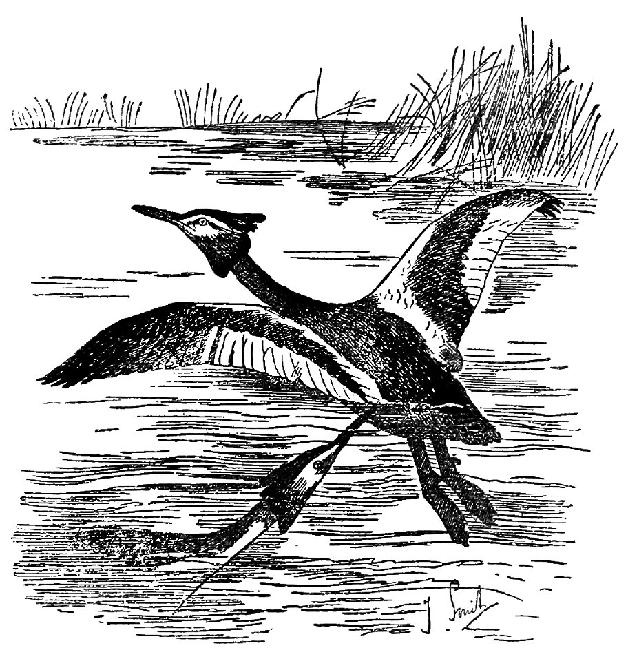 Bird Watching (Selous1901) p150