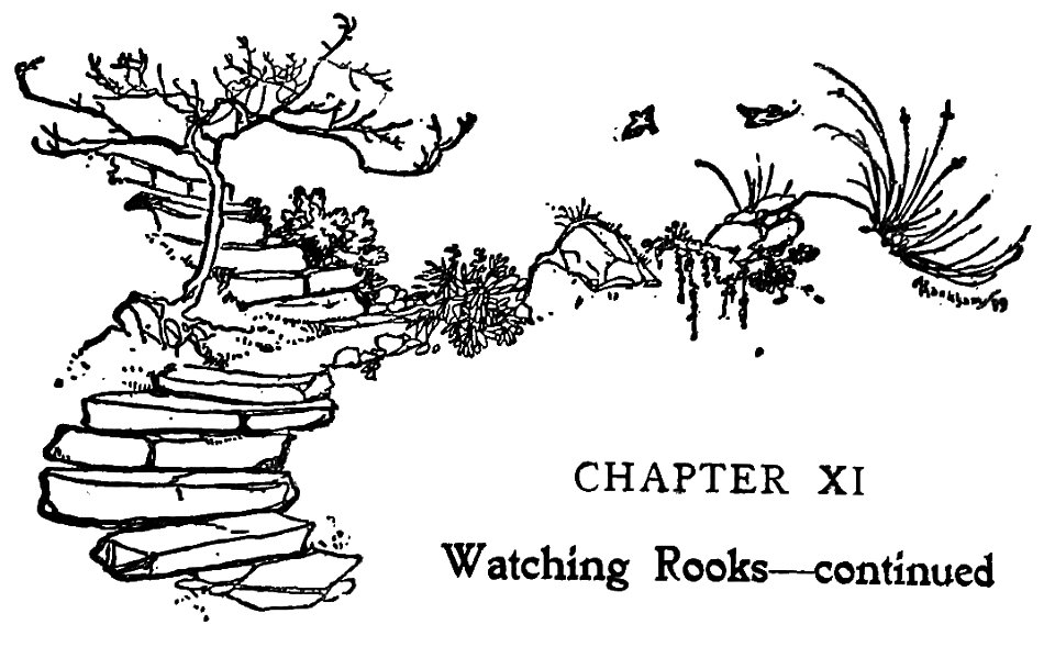 Bird Watching (Selous1901) p274