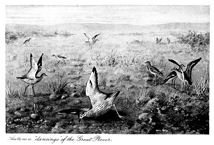 Bird Watching (Selous1901) facep012. Free illustration for personal and commercial use.