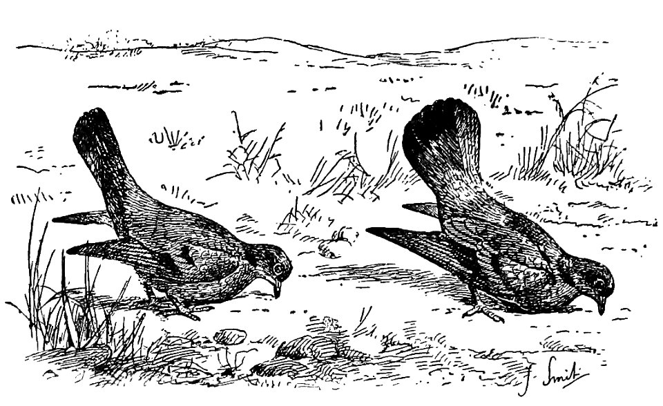 Bird Watching (Selous1901) p040