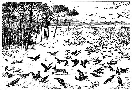 Bird Watching (Selous1901) p279. Free illustration for personal and commercial use.