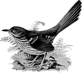 Birdcraft (1903), plate 14